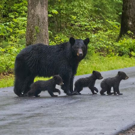 Bear Elegance Villa Sevierville Exteriör bild